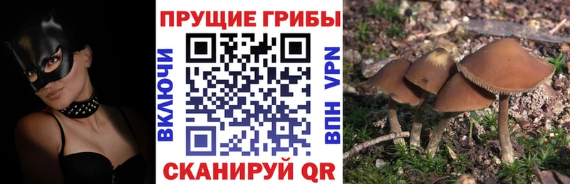 Псилоцибиновые грибы GOLDEN TEACHER Краснослободск
